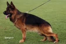 public/dog_images/792/1759229298.Zamp von Aurelius.jpg